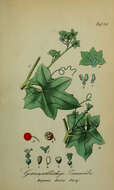 Image of Cretan bryony