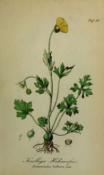 Image of St. Anthony's turnip