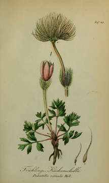 Image of Spring Pasque Flower