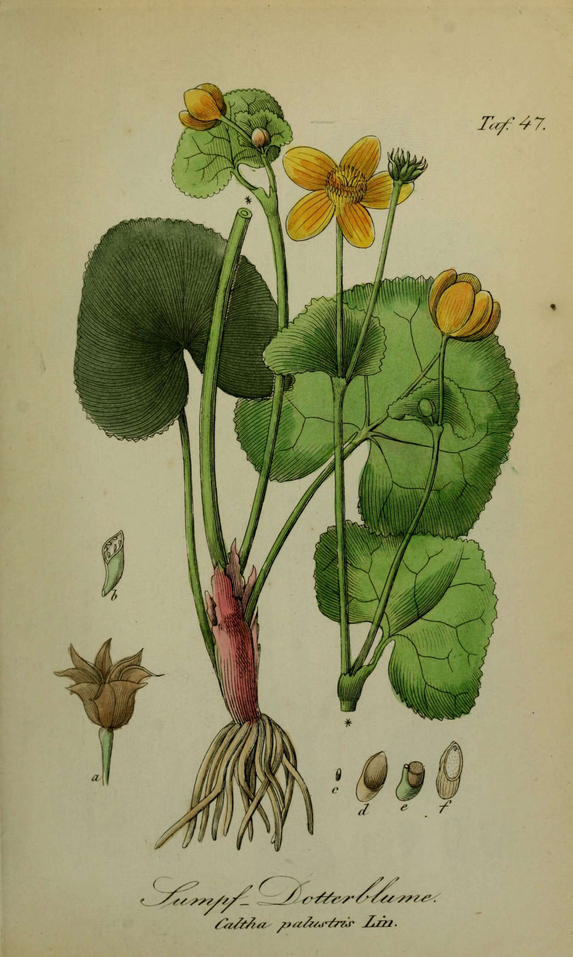 Image of Marsh-marigold