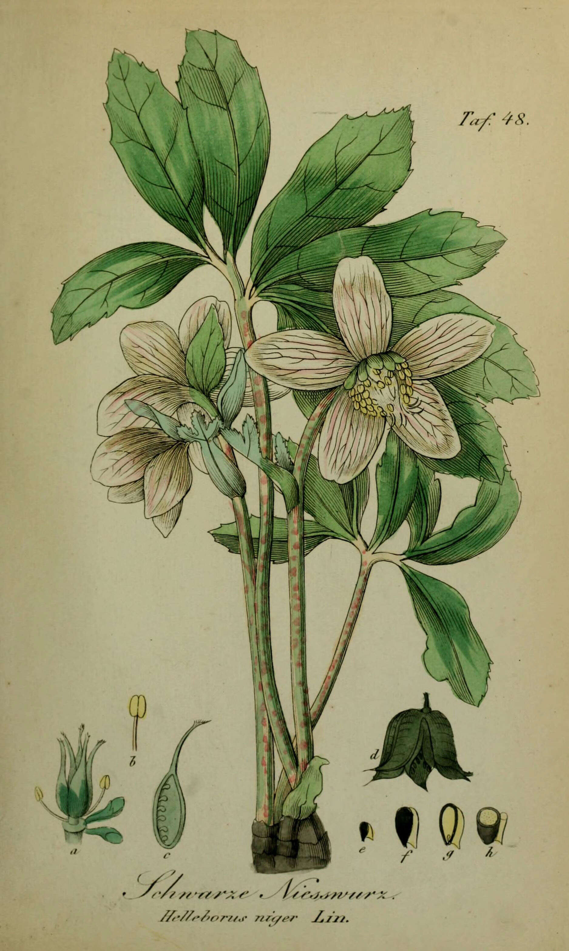 Image of black hellebore