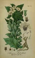 Image of black henbane