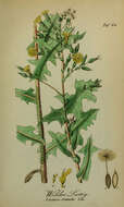 Image of prickly lettuce