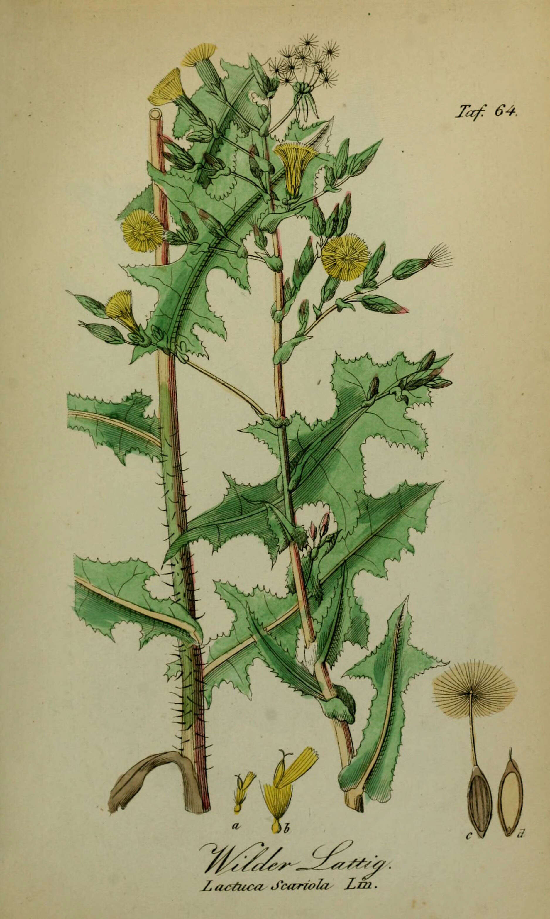 Image of prickly lettuce