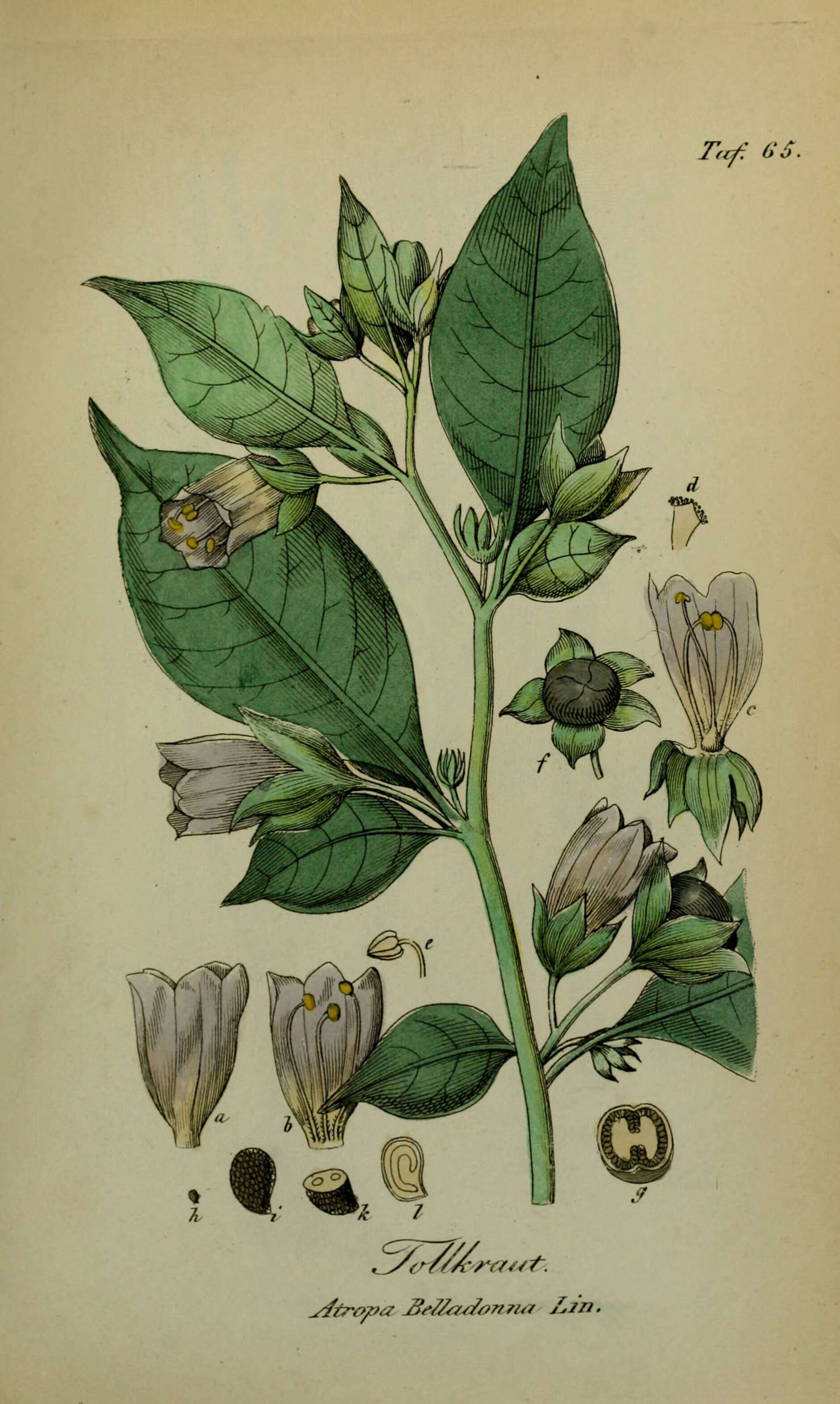 Image of Deadly Nightshade