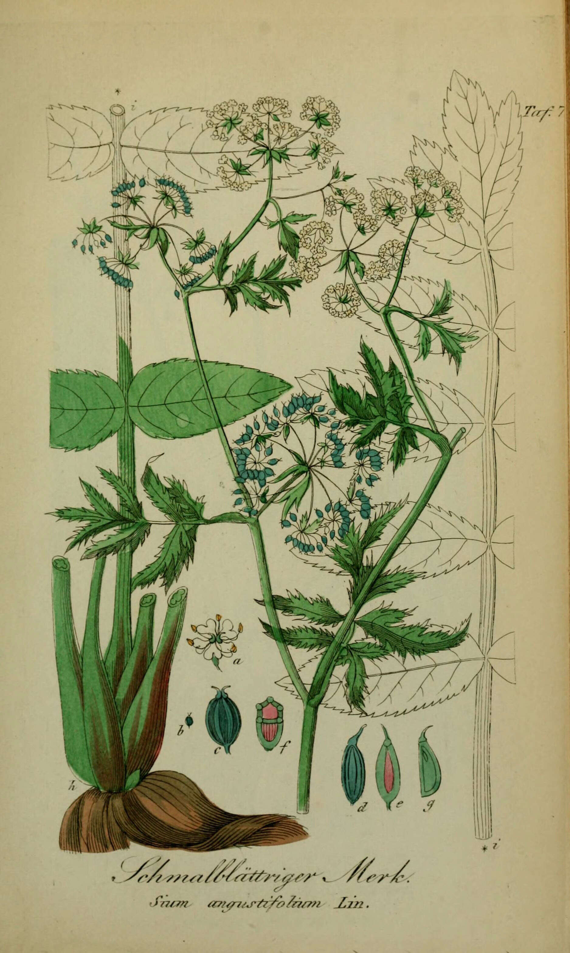 Imagem de Berula erecta subsp. erecta