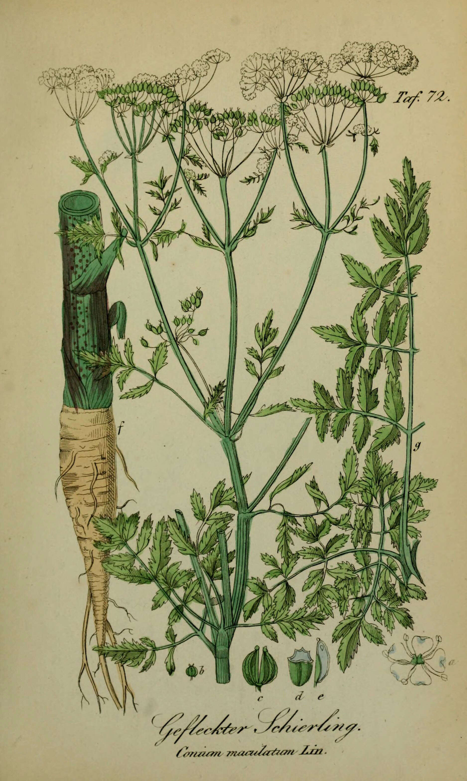 Image of poison hemlock