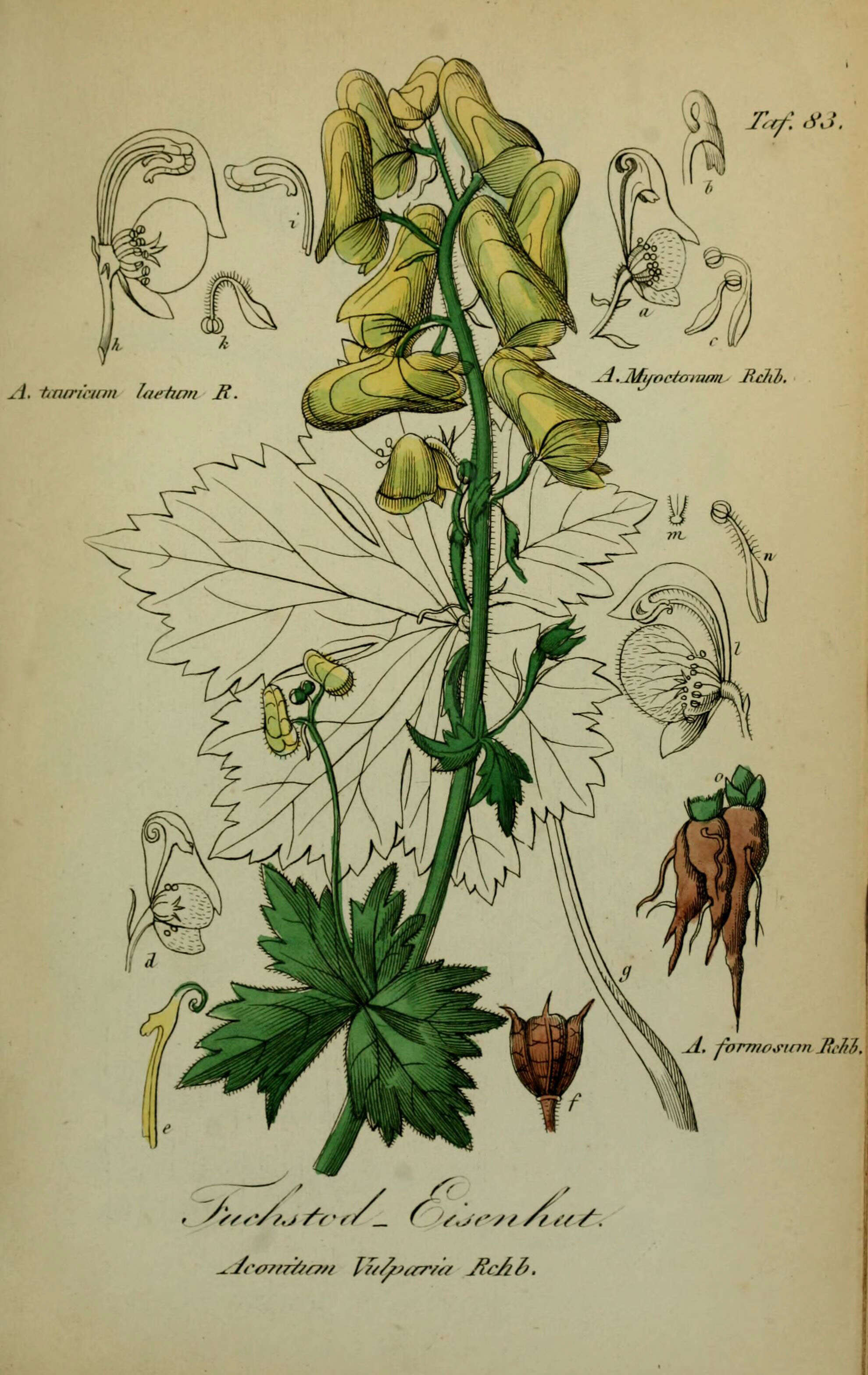 Imagem de Aconitum lycoctonum subsp. vulparia (Rchb.) Nyman