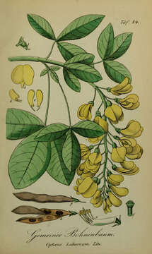 Image of Common Laburnum