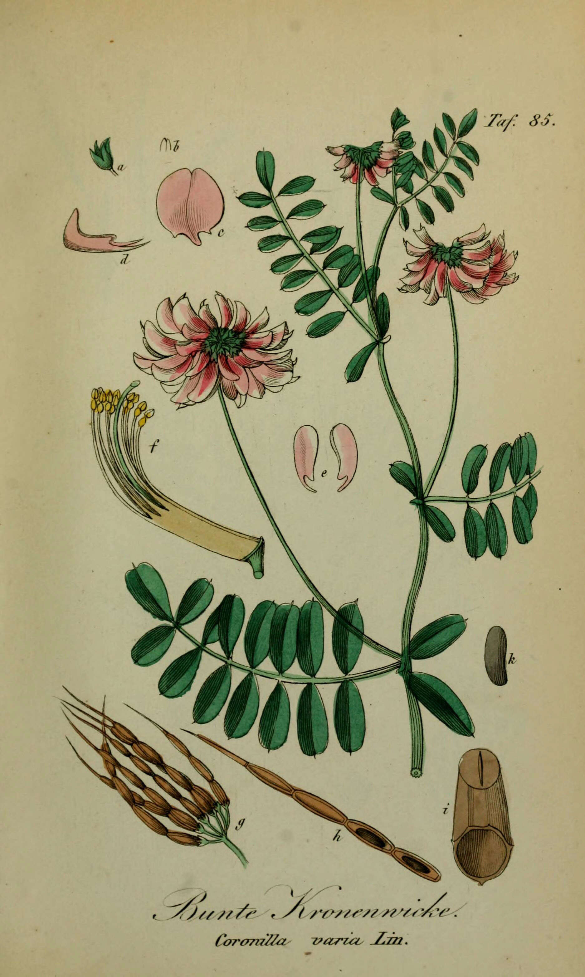 Image of crown vetch