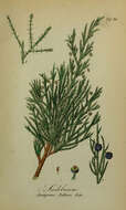 Imagem de Juniperus sabina L.