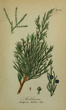 Image of Savin Juniper