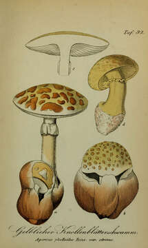 Image of Death cap