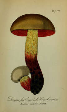 Image of Suillellus luridus (Schaeff.) Murrill 1909