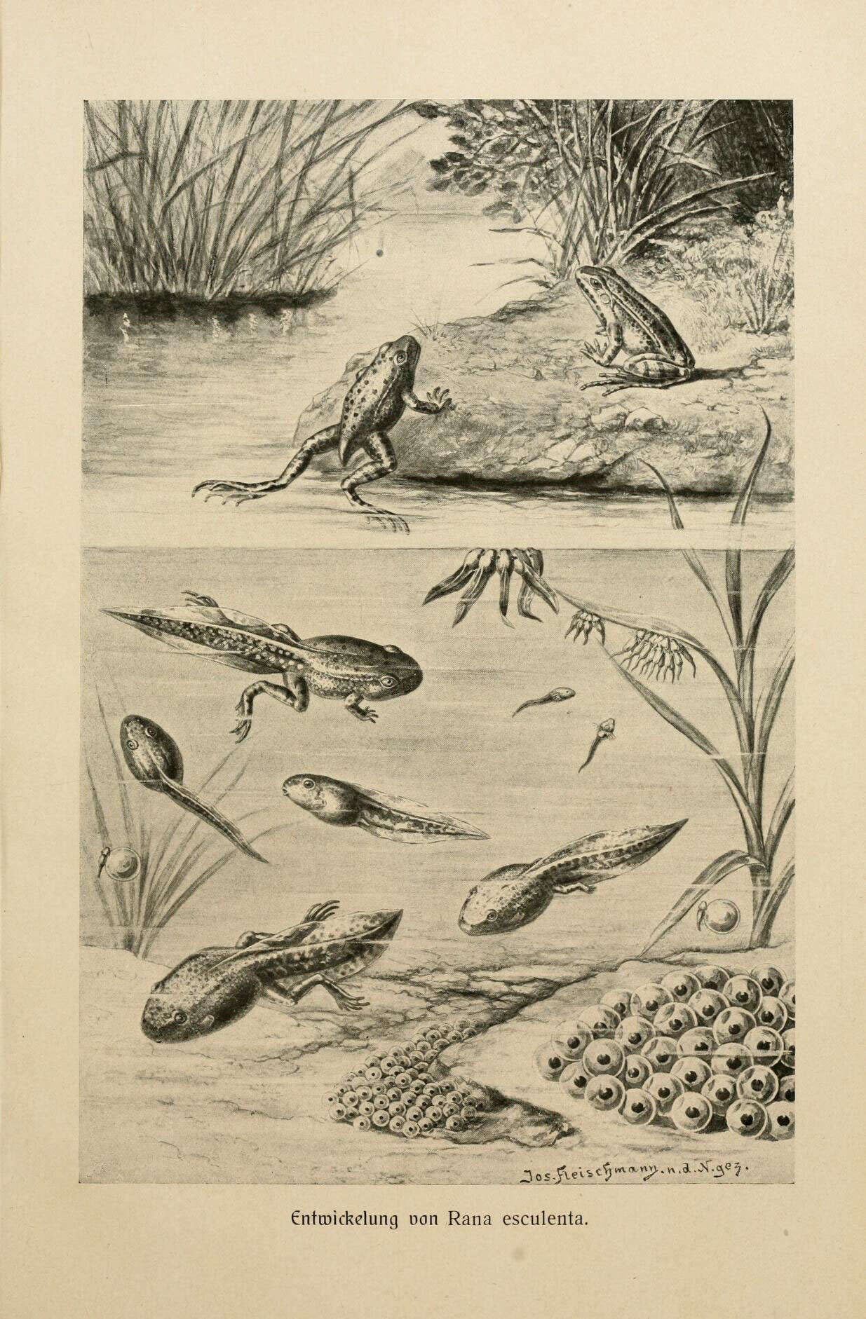 Imagem de Pelophylax lessonae (Camerano 1882)