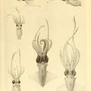 Sivun Abraliopsis (Abraliopsis) morisii (Verany 1839) kuva