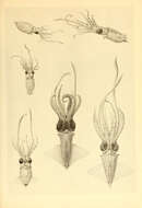 Image of Abraliopsis subgen. Abraliopsis Joubin 1896