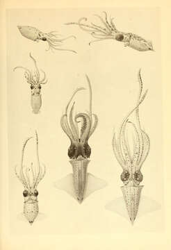 Image of Abraliopsis subgen. Abraliopsis Joubin 1896