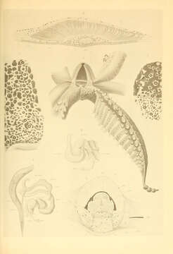 Image of Abraliopsis subgen. Abraliopsis Joubin 1896