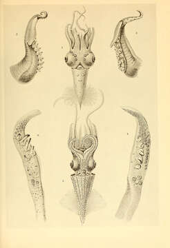 Image of Pyroteuthis Hoyle 1904