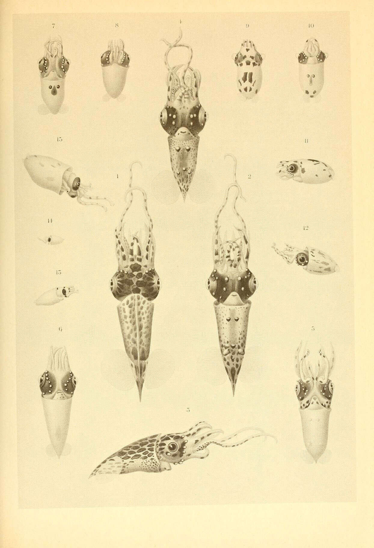 Image of Pterygioteuthis H. Fischer 1896