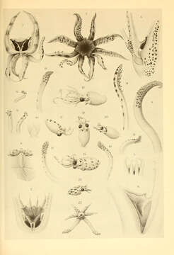 Image of roundear enope squid
