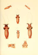 Image de Bathyteuthidae Pfeffer 1900
