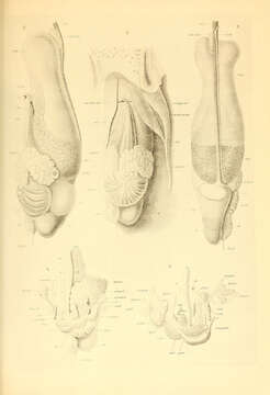 Plancia ëd Bathyteuthis Hoyle 1885