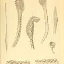Image of ornate arm squid