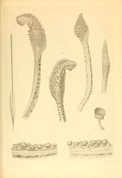 Image of ornate arm squid