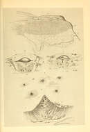 Imagem de Mastigoteuthis glaukopis Chun 1908