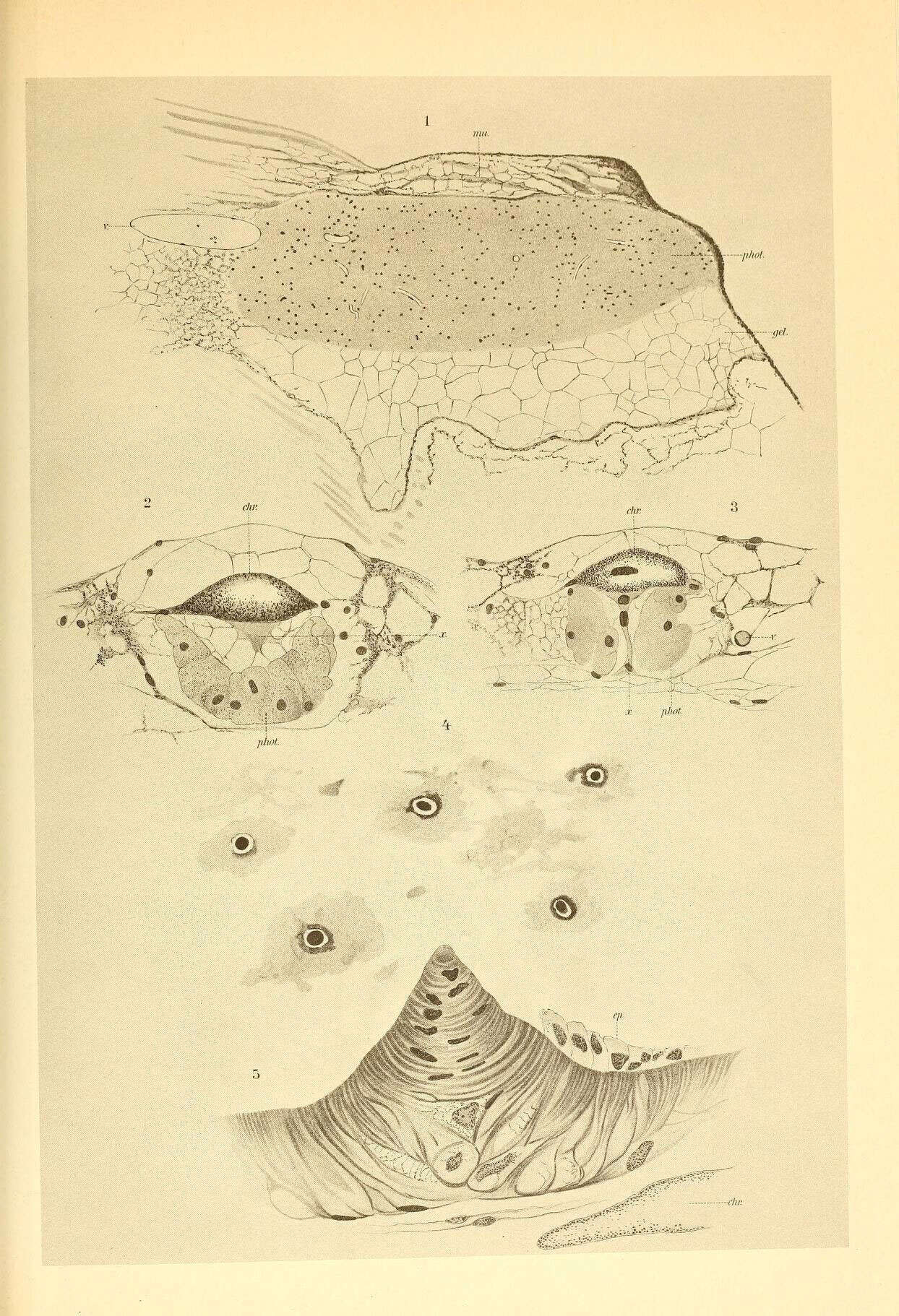 Image of Blue-eye whiplash squid