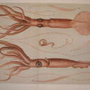 Image of squid