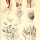 Image de Chiroteuthis veranii (Férussac 1834)