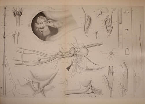 Image de Chiroteuthis imperator Chun 1908