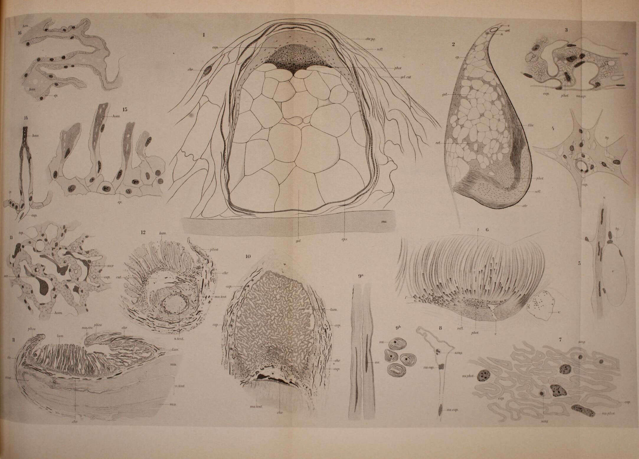 Image de Chiroteuthis veranii (Férussac 1834)