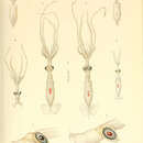 Sivun Planctoteuthis exopthalmica (Chun 1908) kuva