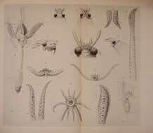 Image of Cranchia Leach 1817
