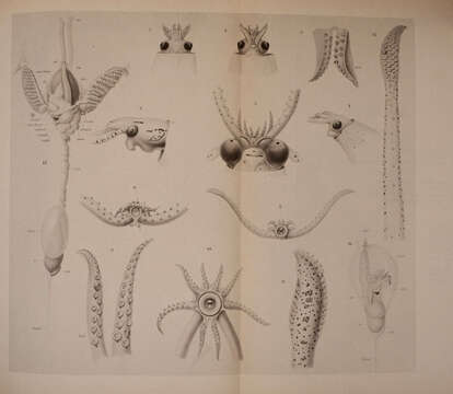 Image of Cranchia Leach 1817