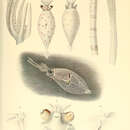 Image of Teuthowenia pellucida (Chun 1910)
