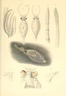 Image de Teuthowenia pellucida (Chun 1910)