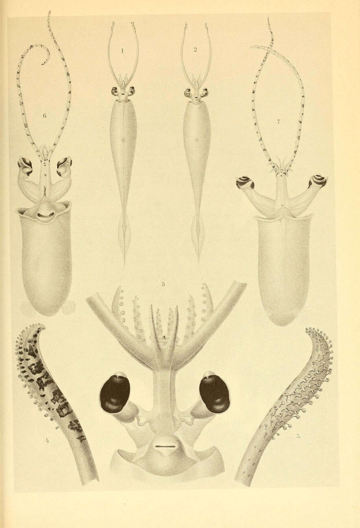 صورة Taonius belone (Chun 1906)