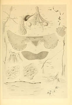 Image of Spiruloidea Rafinesque 1815