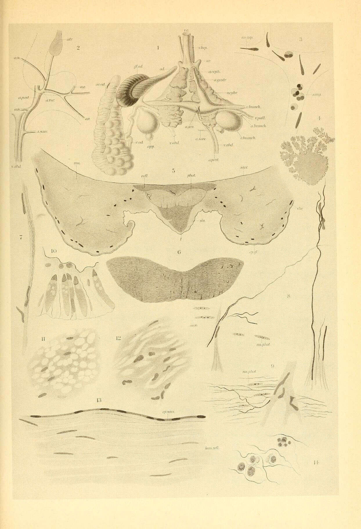 Image of Spiruloidea Rafinesque 1815