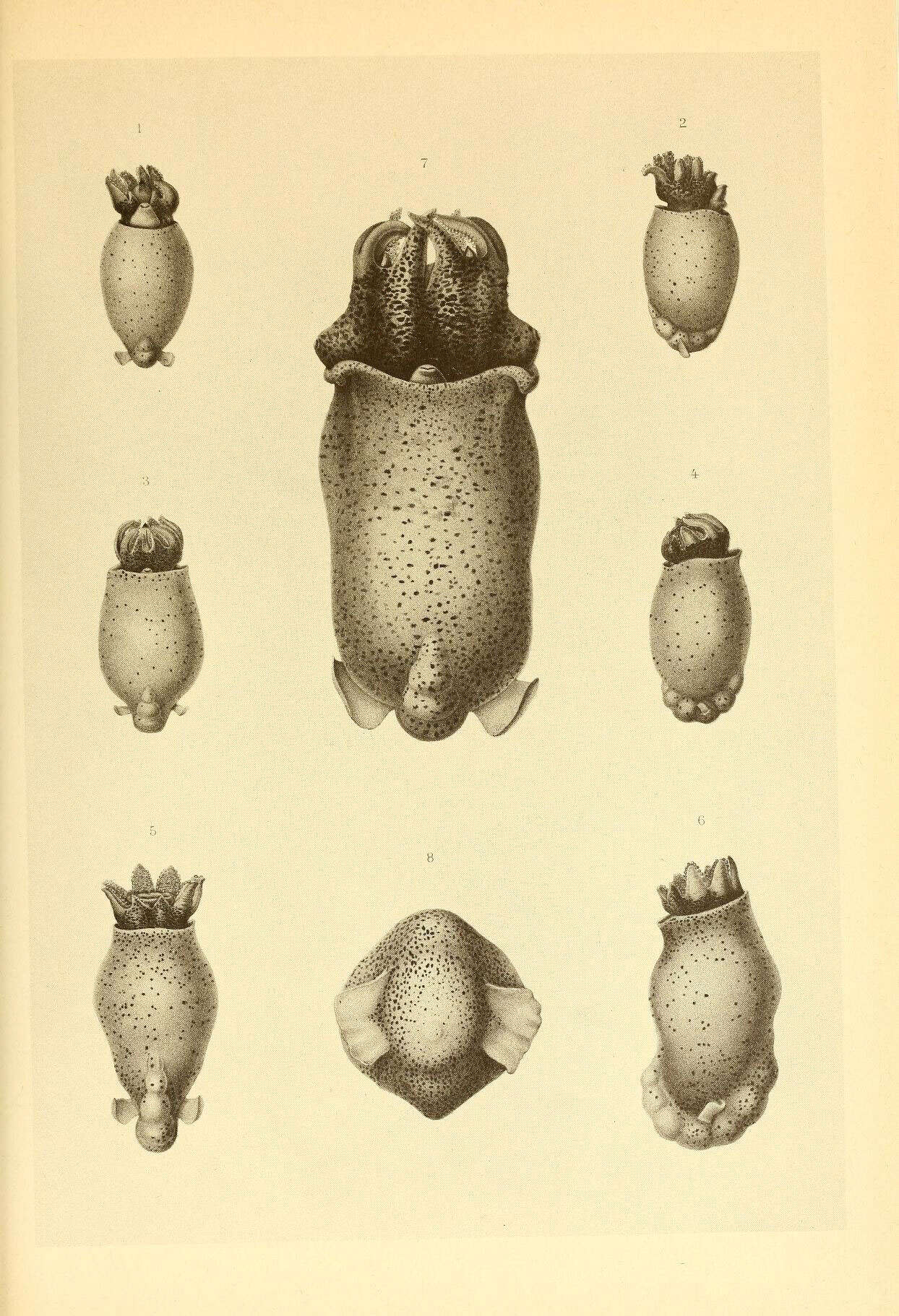 Image de Spiruloidea Rafinesque 1815