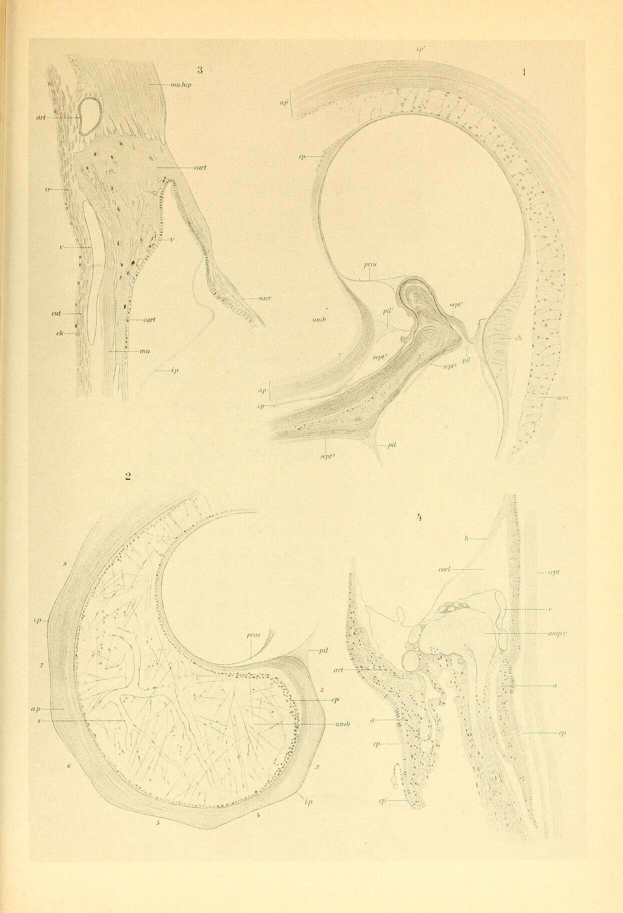 Image de Spiruloidea Rafinesque 1815