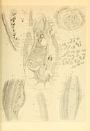 Image de Spiruloidea Rafinesque 1815