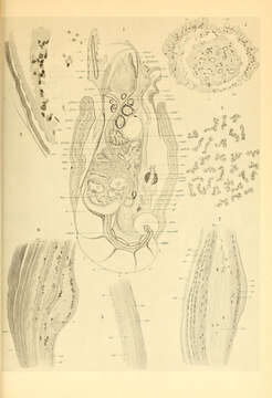 Plancia ëd Spiruloidea Rafinesque 1815