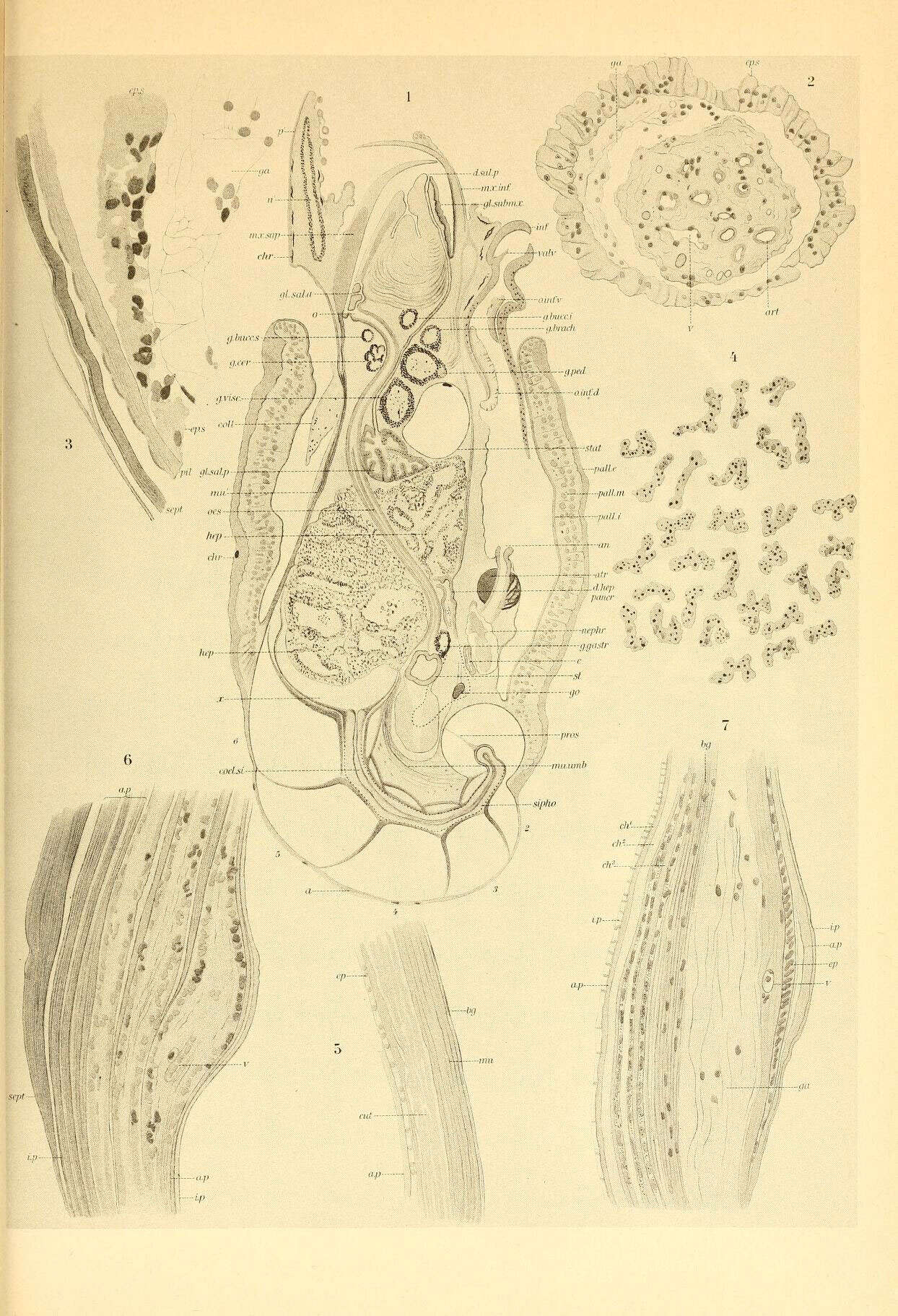 Image de Spiruloidea Rafinesque 1815