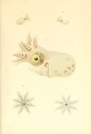 Image of Octopodiformes Berthold & Engeser 1987